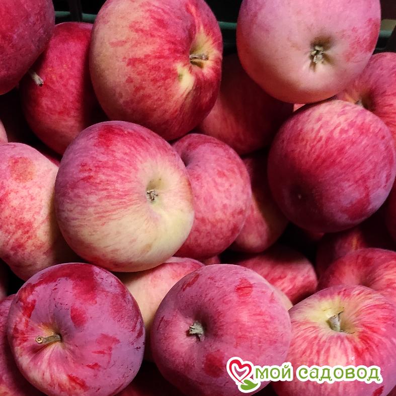 Яблоня Розовый налив, раннеспелый сорт
