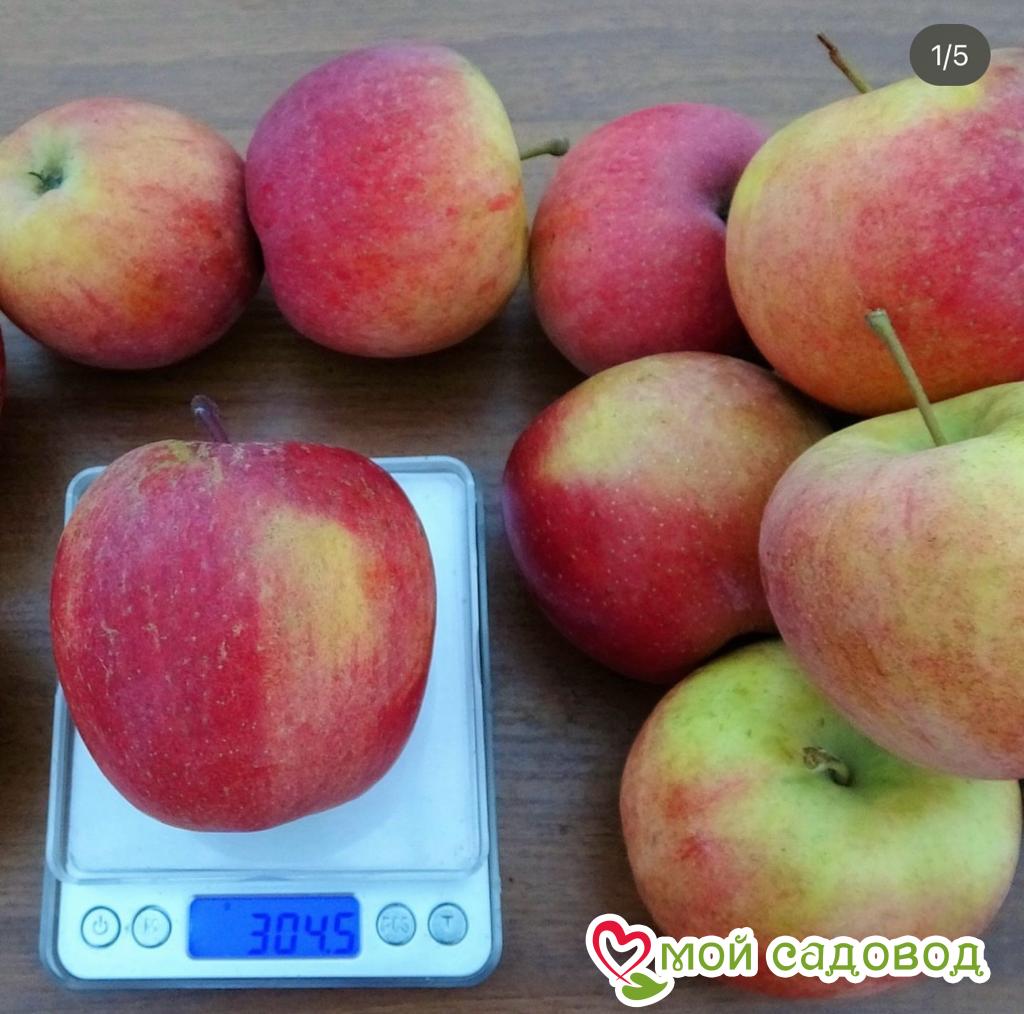 Яблоня Фуджи Фубракс, зимний сорт