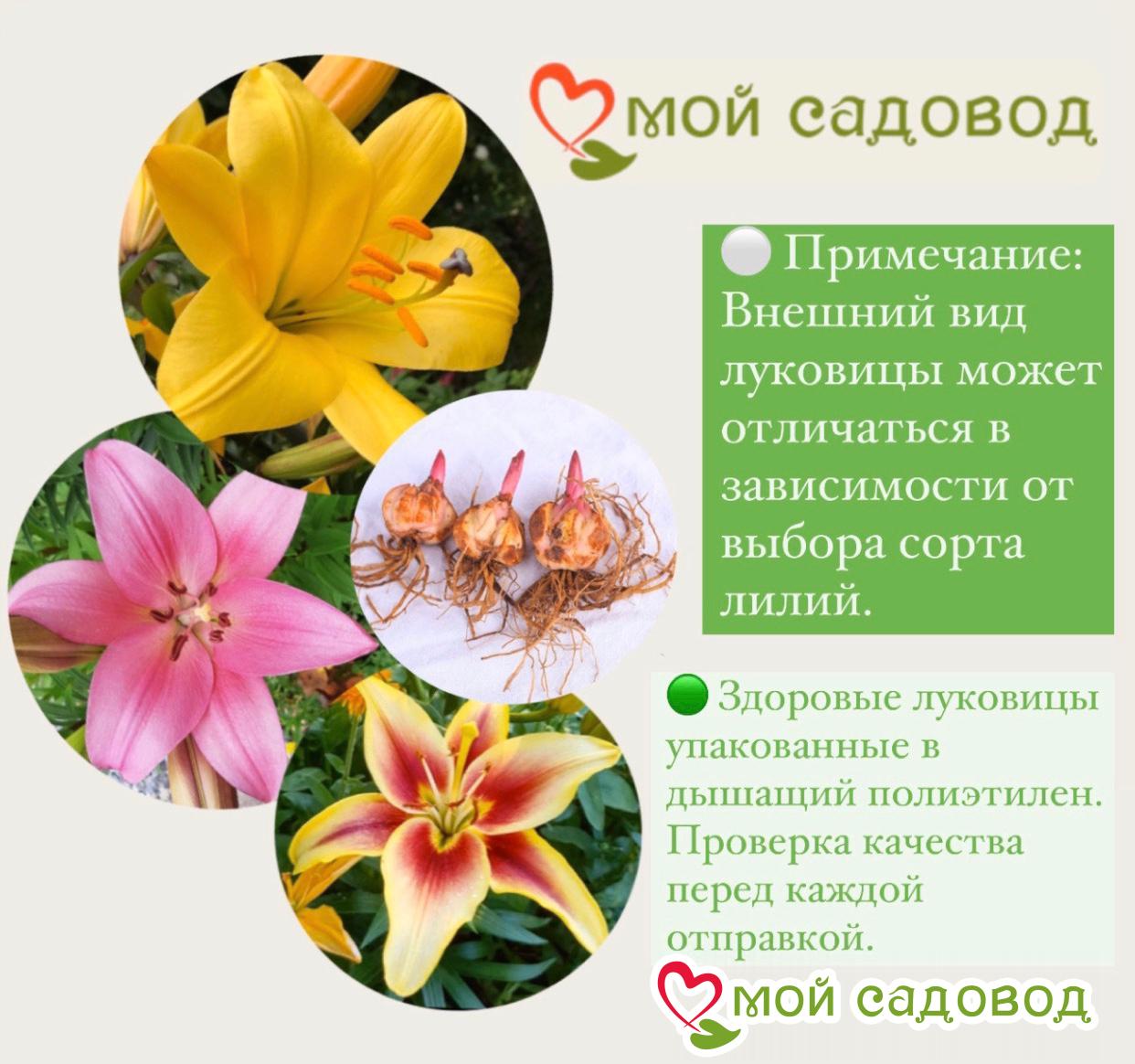 Лилия Албани